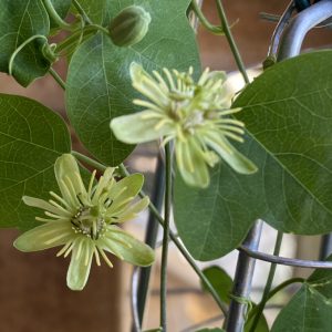 Passiflora lutea