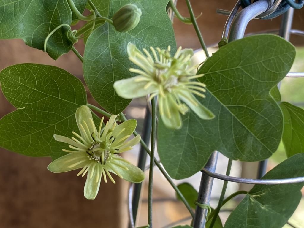 Passiflora lutea