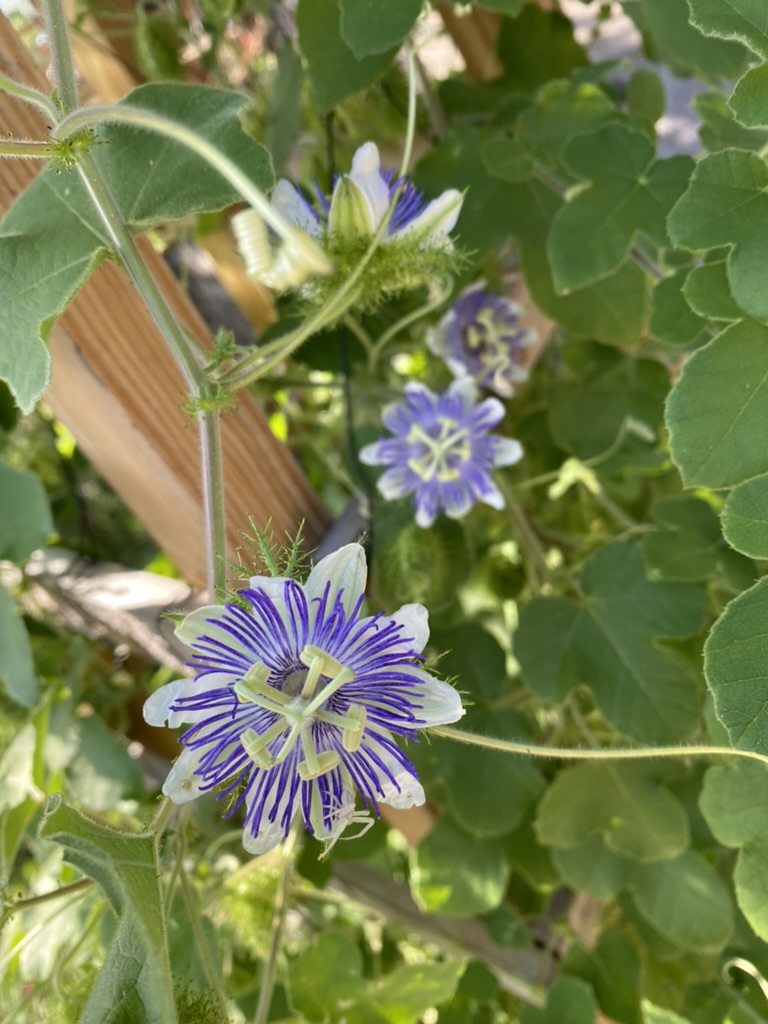 Passiflora foetida