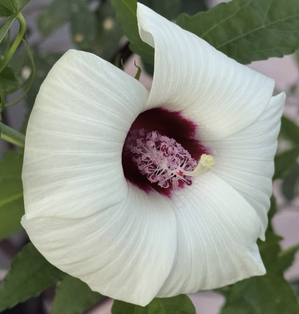 Hibiscus laevis
