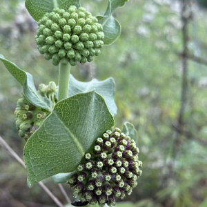 Asclepias viridiflora
