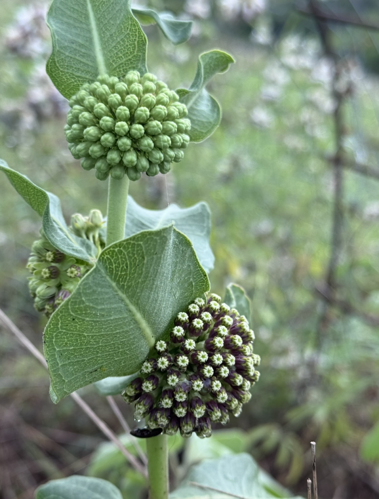 Asclepias viridiflora