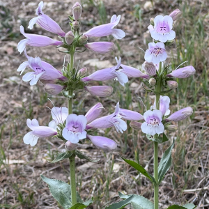 Penstemon cobaea