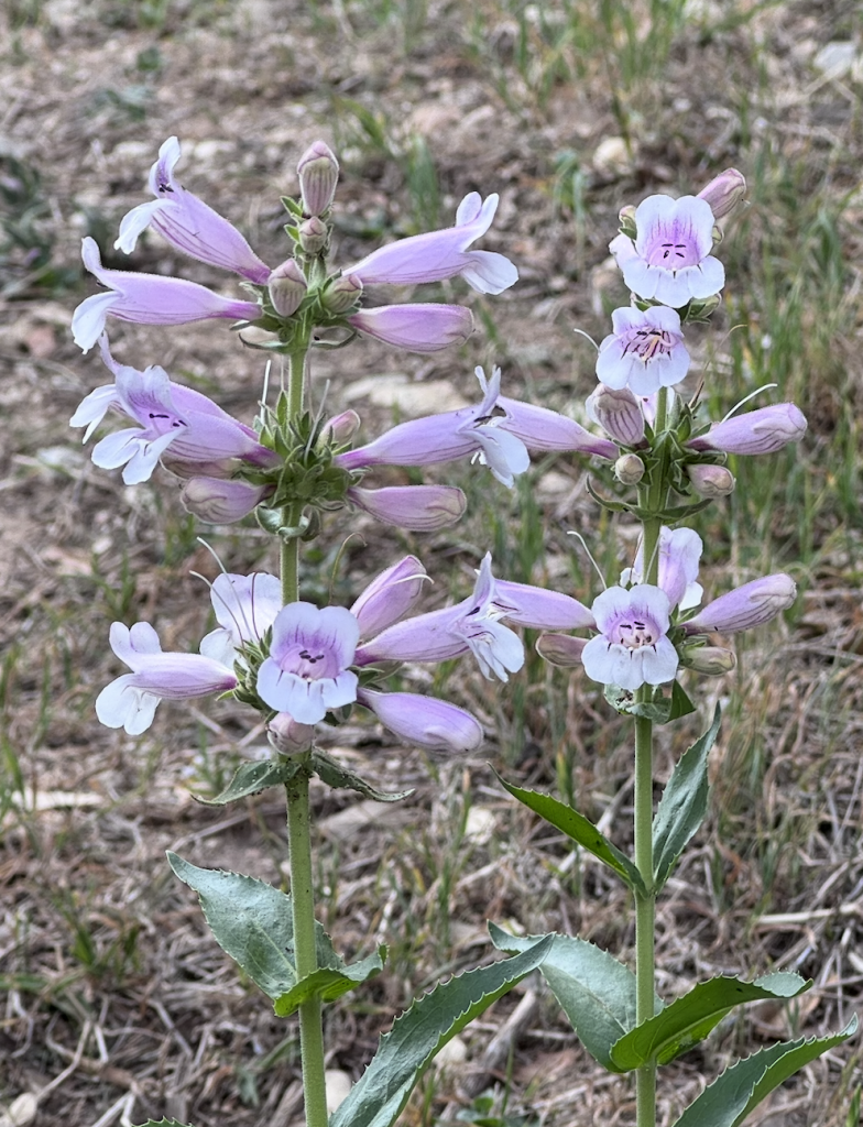 Penstemon cobaea