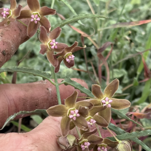 Funastrum crispum