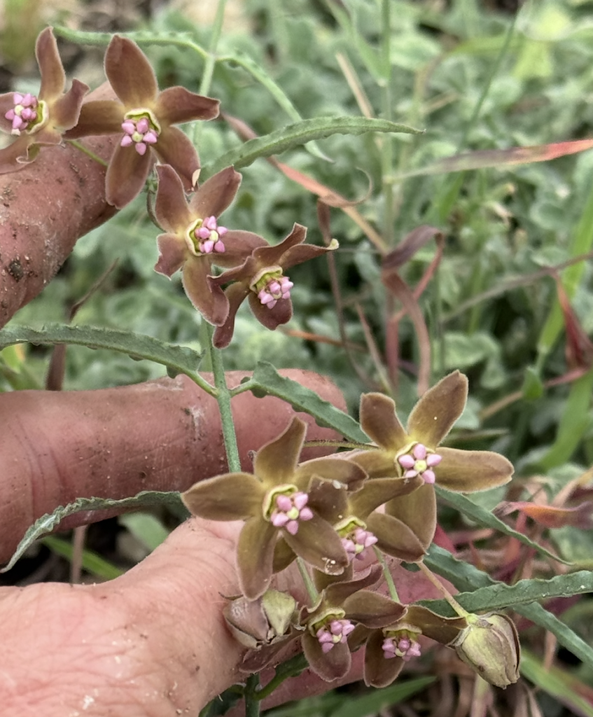 Funastrum crispum